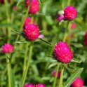 Gomphrena haageana 'Qis rouge carmin' (2)
